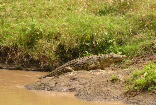 Crocodile