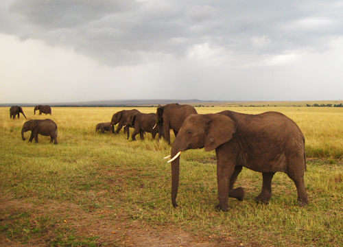 Elephants