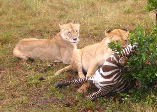Two female lions hunting a zebra.