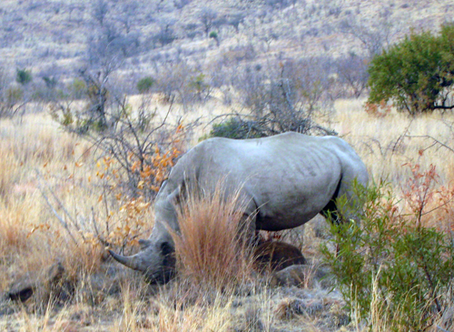 White Rhino