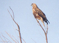 Common Buzzard