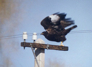 Golden Eagle