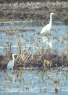 Egret and Heron