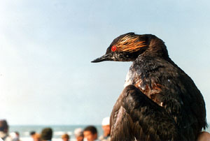 Bleck Grebe