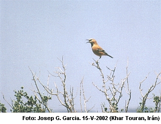 Pleske jay by Josep Garsia