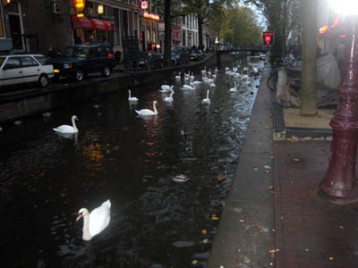 Swans in a canal